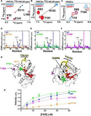Identifying structural and dynamic changes during the Biliverdin Reductase B catalytic cycle